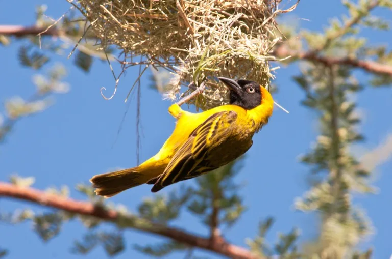 Ruaha National Park 1
