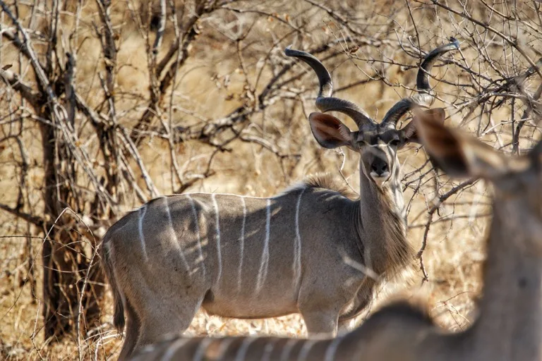 Ruaha National Park 3