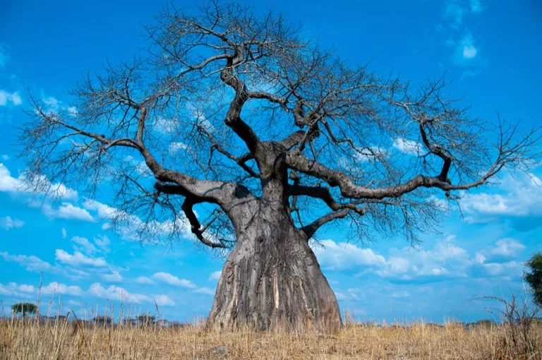 Ruaha National Park 2