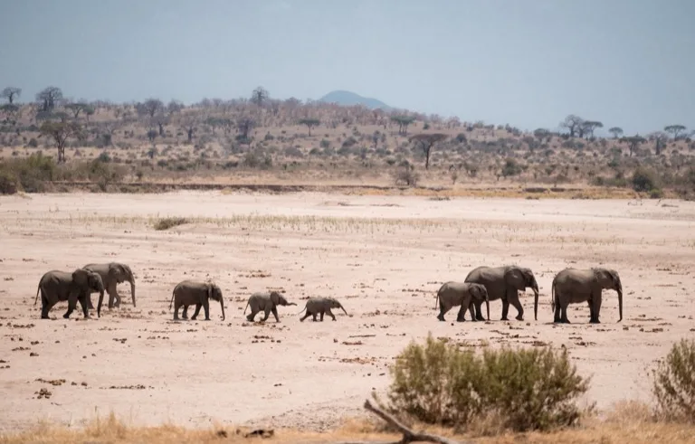 Ruaha National Park 4