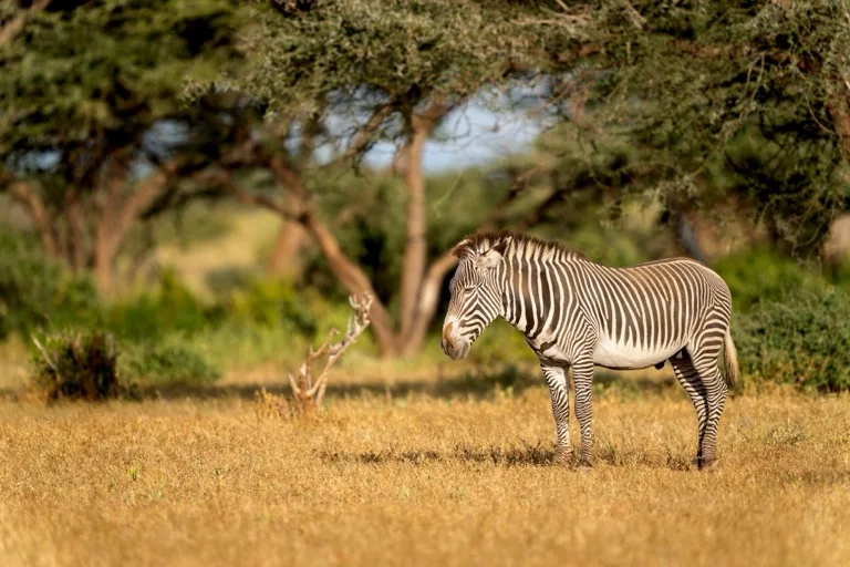 Samburu National Reserve 1