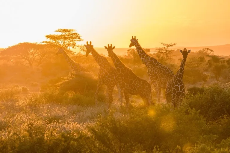 Samburu National Reserve