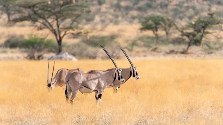 Samburu National Reserve 2