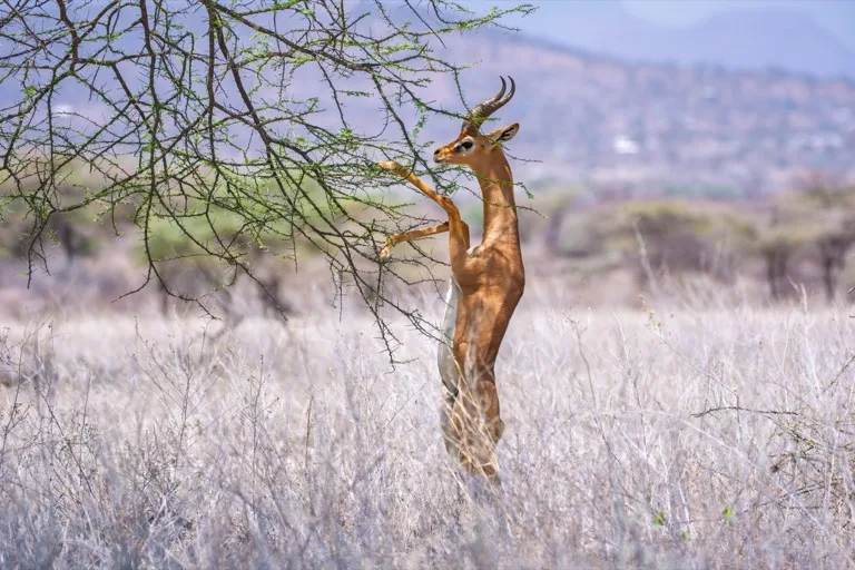 Samburu National Reserve 3