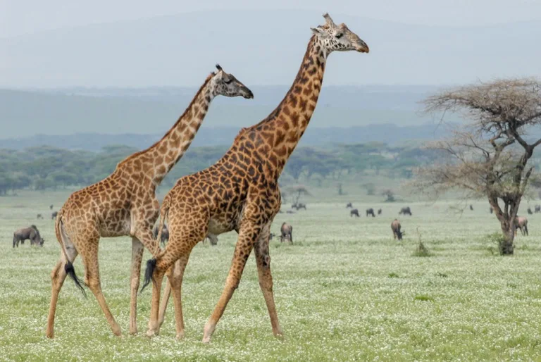 Serengeti 7