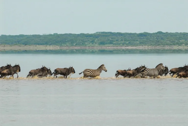 Serengeti 1