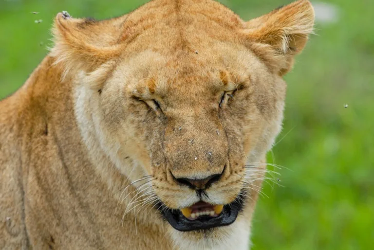 Serengeti 2