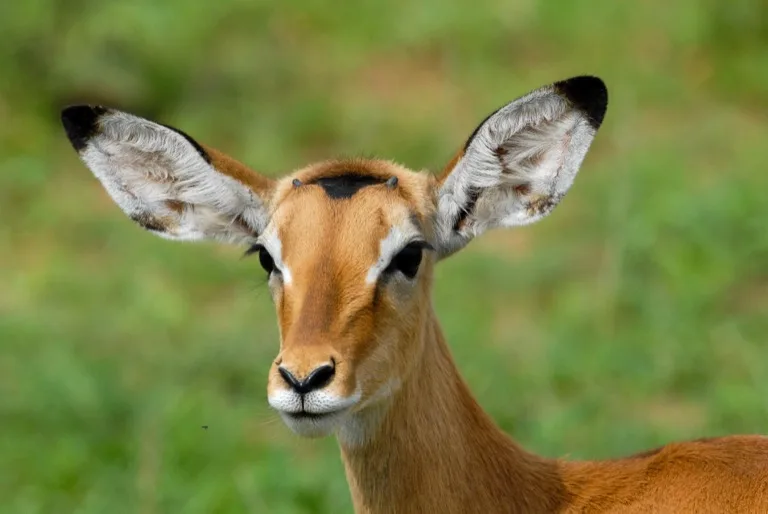 Serengeti 4