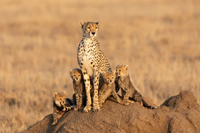 Serengeti