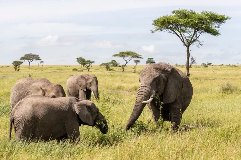 Serengeti 8
