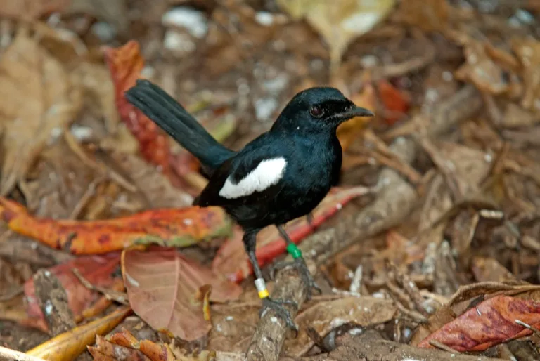 Seychelles: Vallee de Mai / Aride / Cousin Island 1