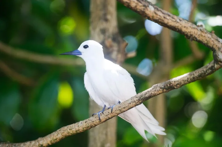 Seychelles: Vallee de Mai / Aride / Cousin Island 2