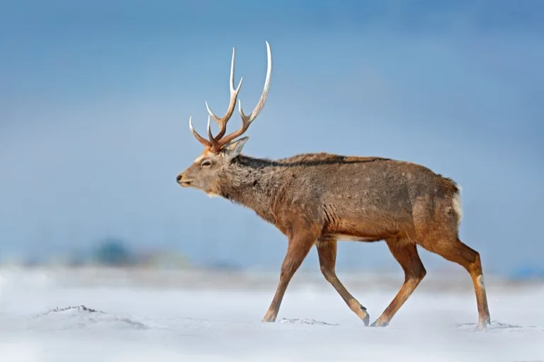 Shiretoko National Park 1