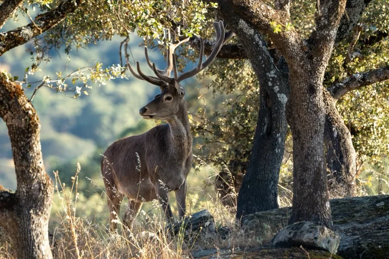 Sierra de Andujar 3