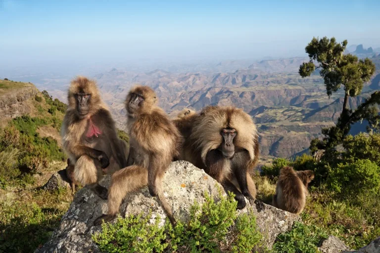 Simien Mountains National Park 4