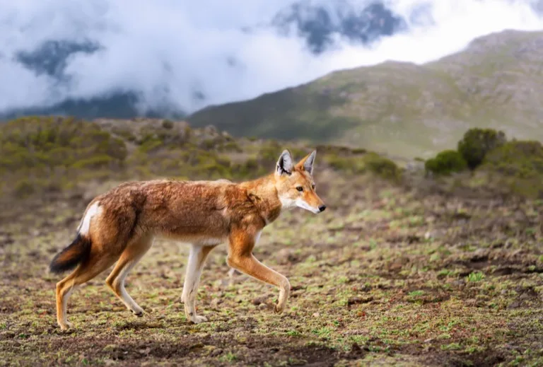 Simien Mountains National Park 1