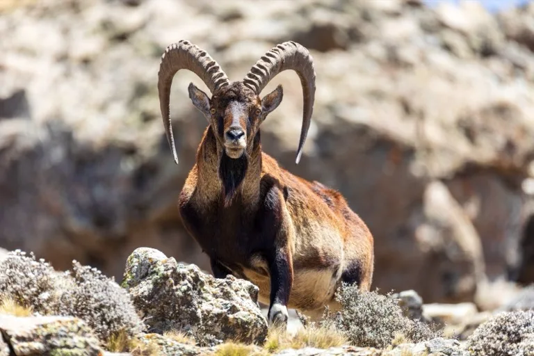 Simien Mountains National Park 2