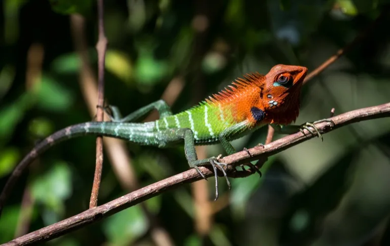 Sinharaja Forest Reserve 2