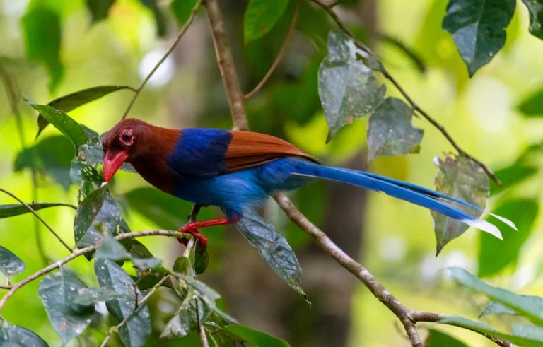 Sinharaja Forest Reserve 3