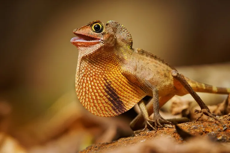 Sinharaja Forest Reserve 5