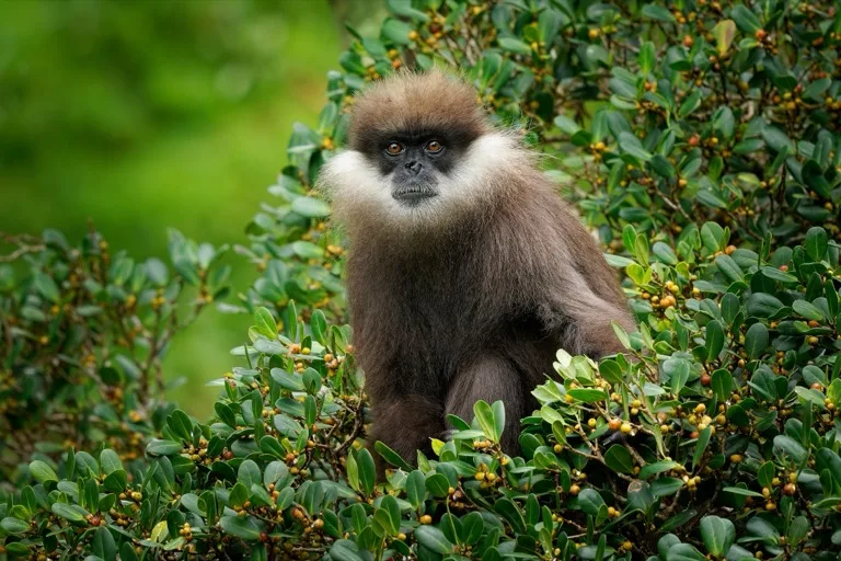 Sinharaja Forest Reserve