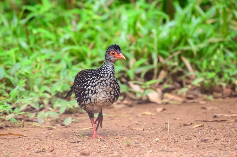Sinharaja Forest Reserve 4