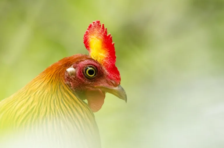 Sinharaja Forest Reserve 1