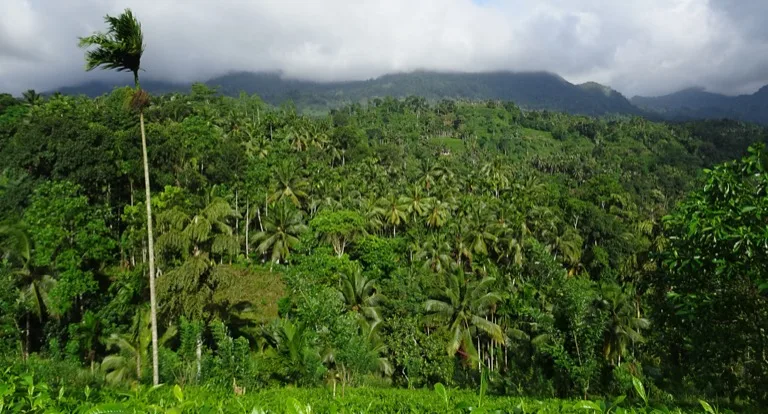 Sinharaja Forest Reserve 6