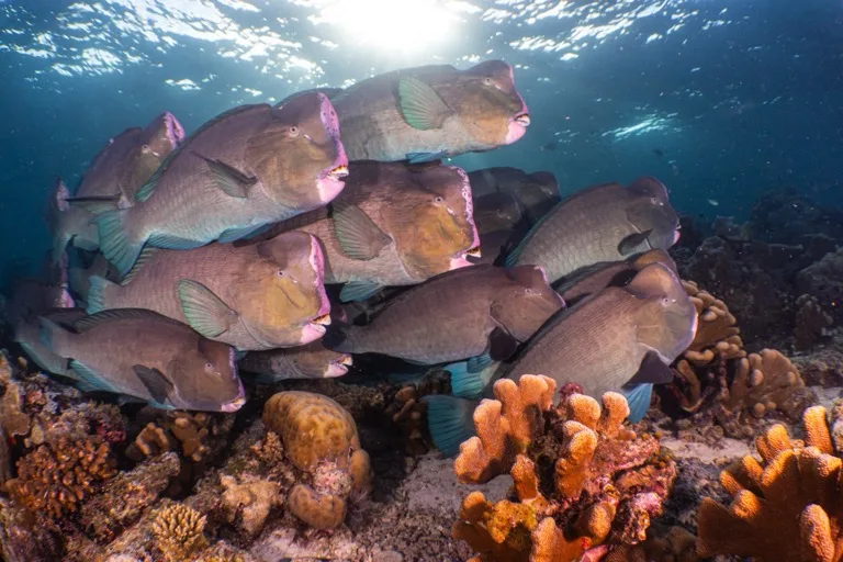 Sipadan Island Park 3