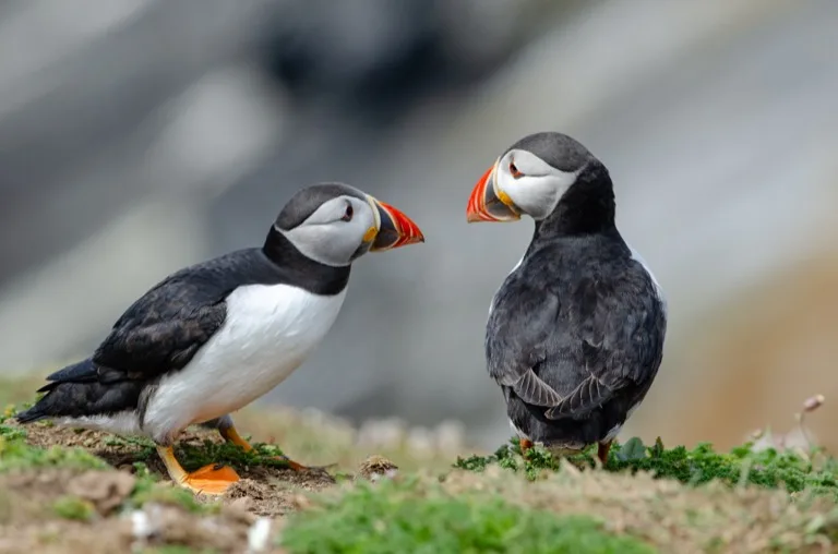 Skomer Island 3
