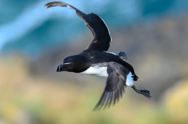 Skomer Island 2