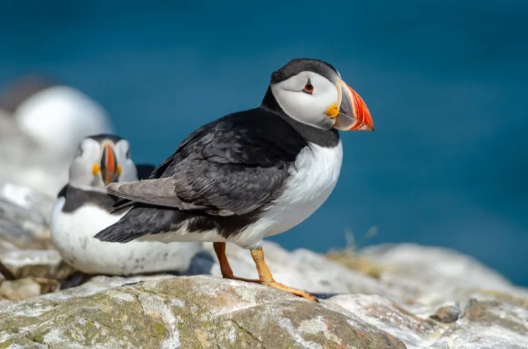Skomer Island