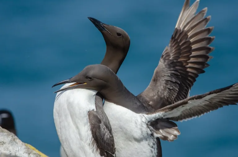 Skomer Island 1