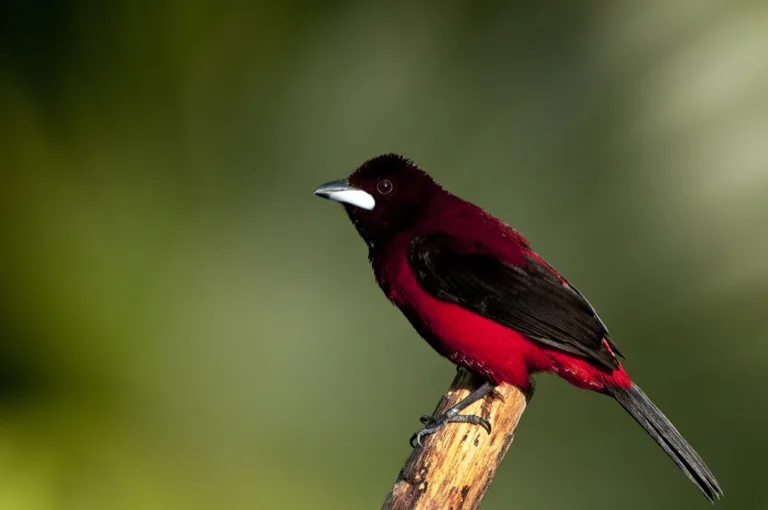 Soberania National Park / Pipeline Road 1
