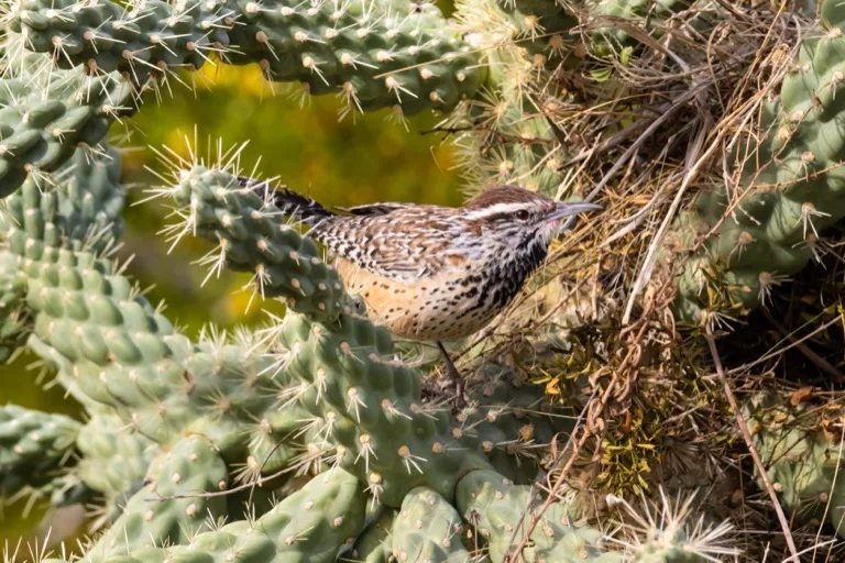 Saguaro National Park / Sonoran Desert 2