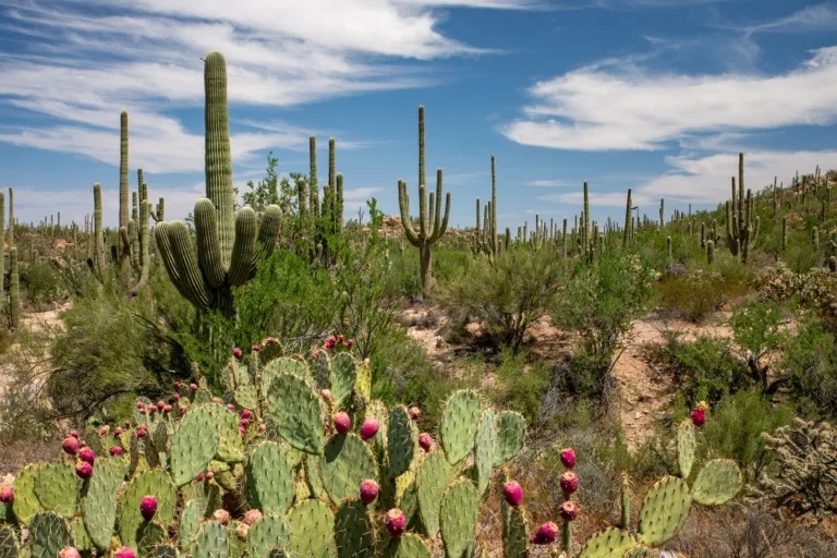 Saguaro National Park / Sonoran Desert 7