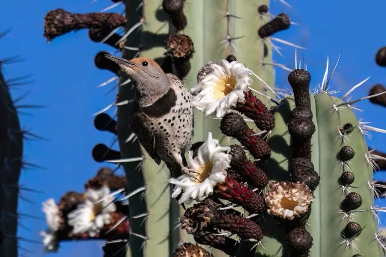 Saguaro National Park / Sonoran Desert 4