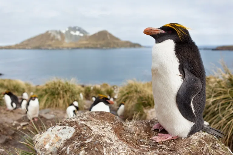 South Georgia Island 4