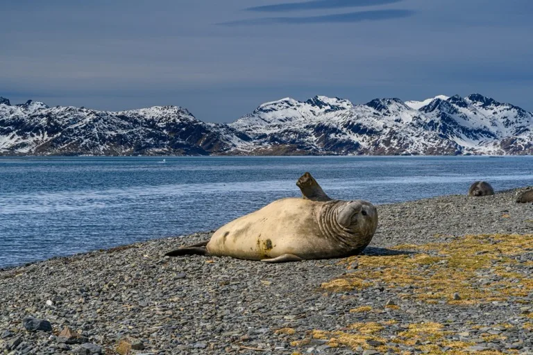 South Georgia Island 2