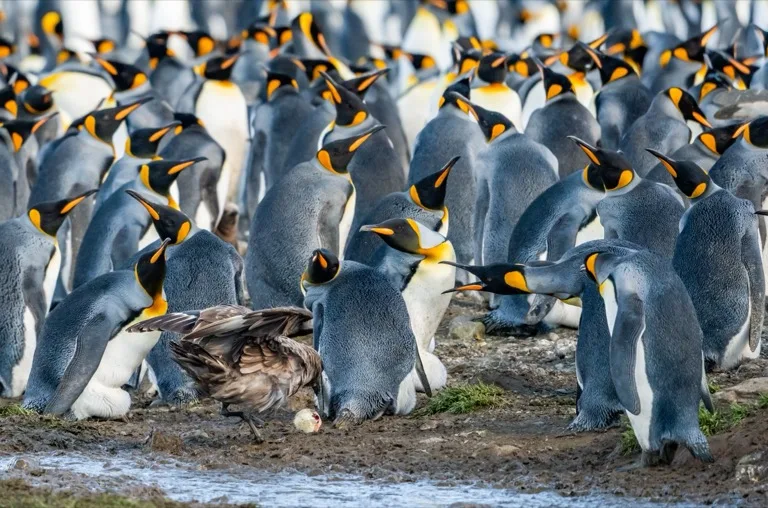 South Georgia Island 1