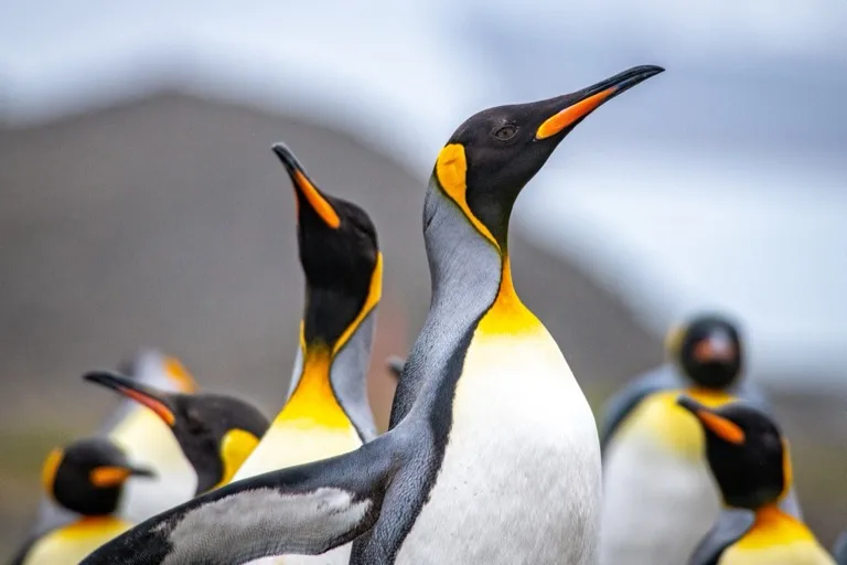 South Georgia Island