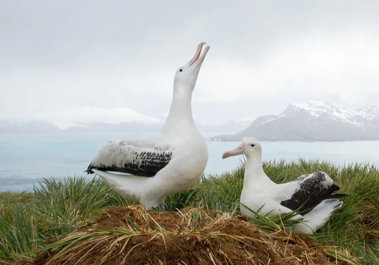 South Georgia Island 3