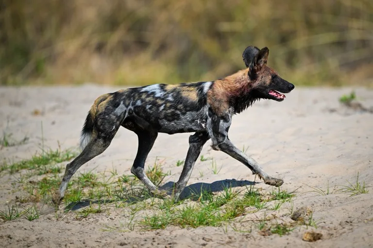 South Luangwa National Park 3