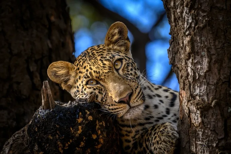 South Luangwa National Park
