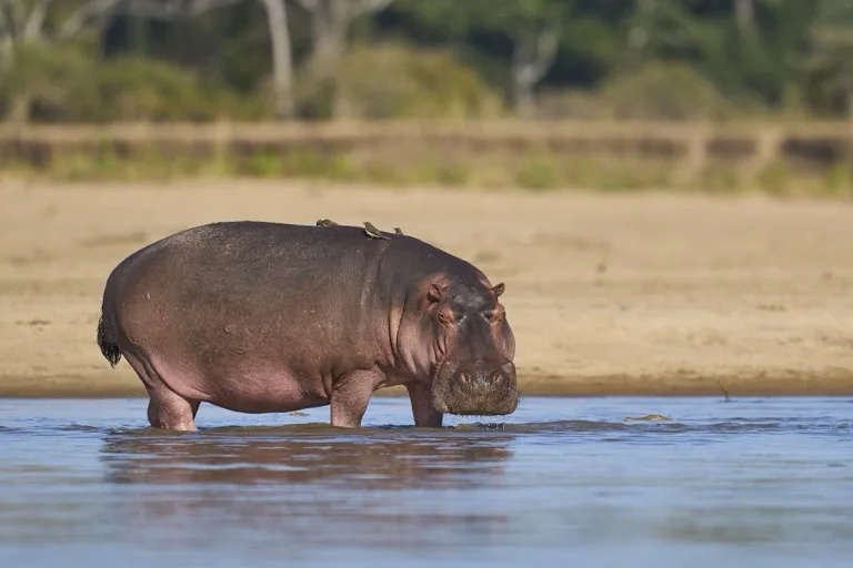 South Luangwa National Park 4