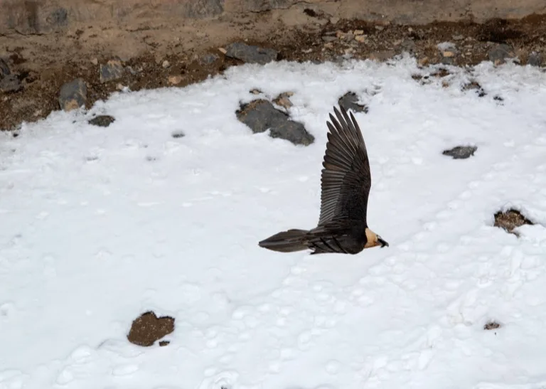 Spiti / Kibber / Pin Valley 1