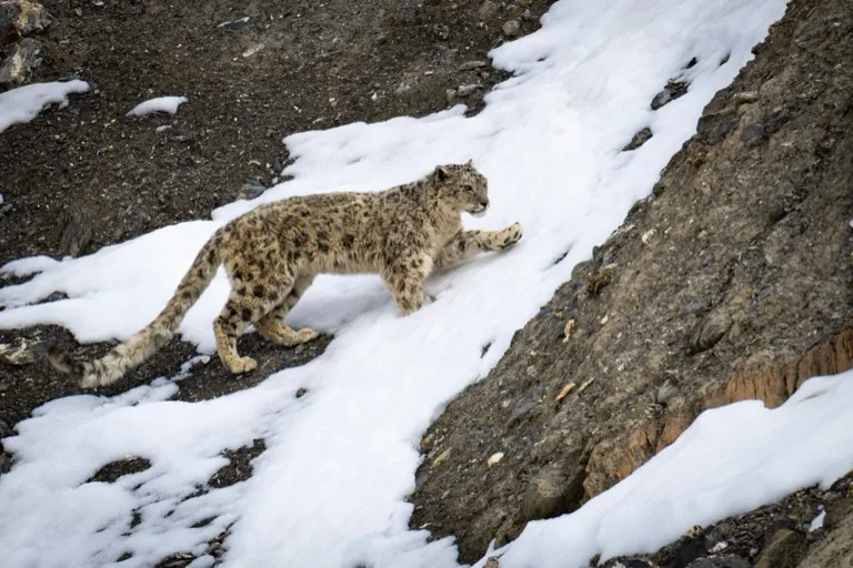 Spiti / Kibber / Pin Valley
