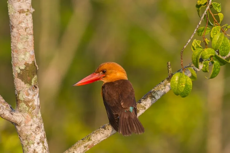 Sundarbans National Park 1