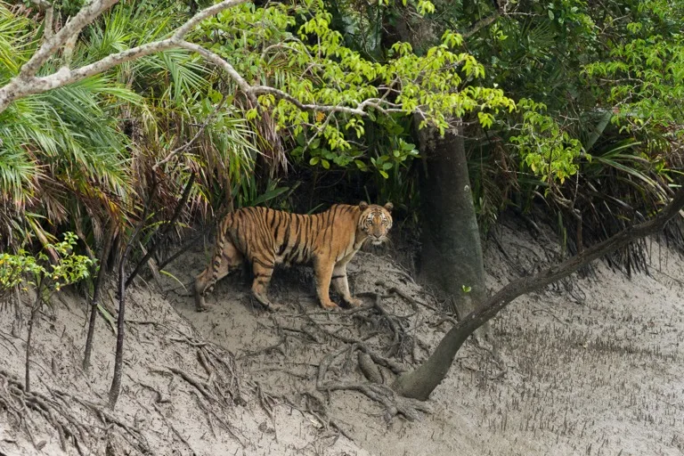 Sundarbans National Park 2