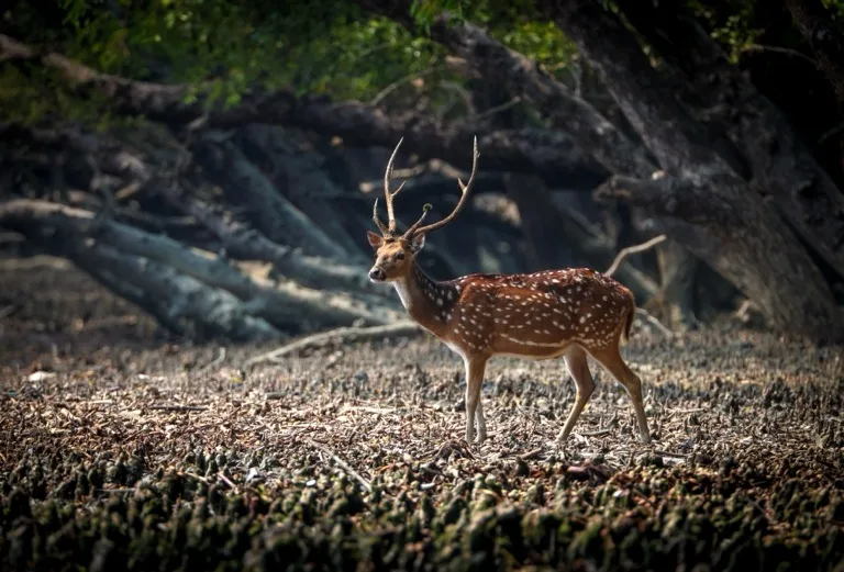 Sundarbans National Park